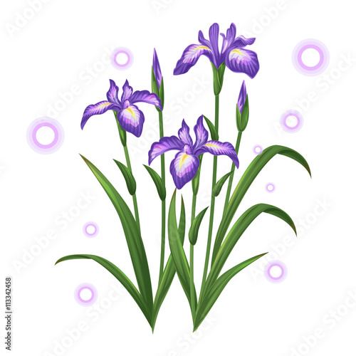 Fototapeta Naklejka Na Ścianę i Meble -  violet iris ayame flower illustration vector