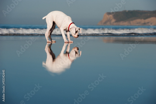 Boxer standing on beach wet sand with reflections photo