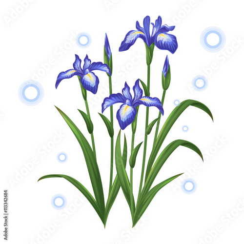 Fototapeta Naklejka Na Ścianę i Meble -  blue violet iris ayame flower illustration vector