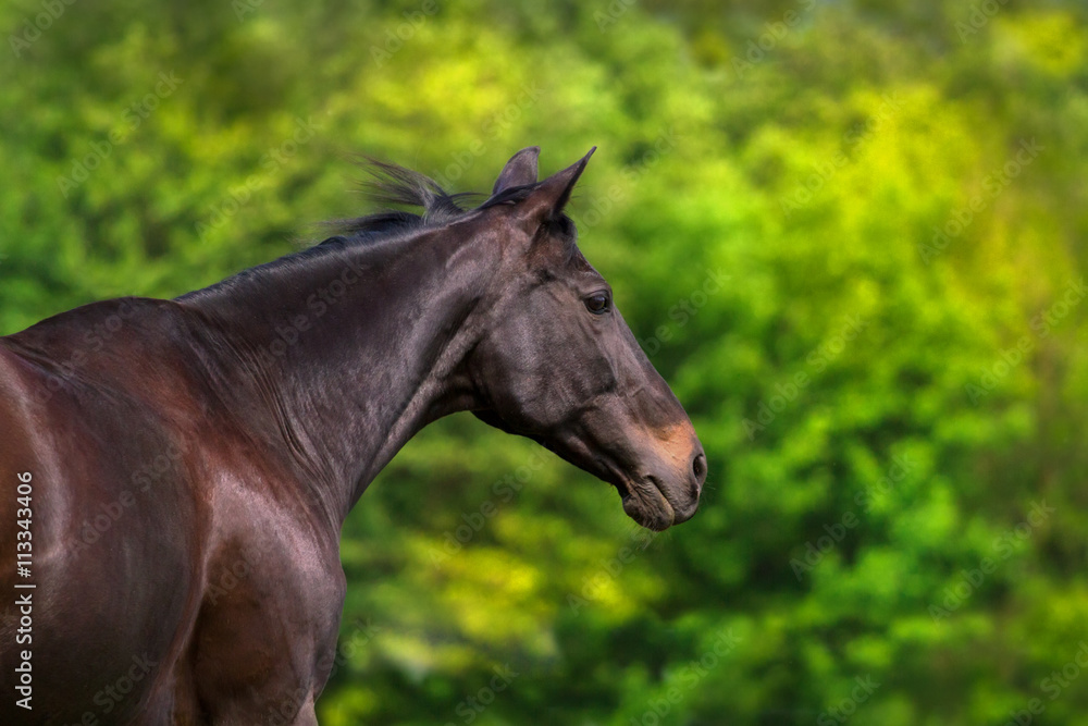 Dark horse portrait in motion against green trees Dark horse portrait in motion against green trees