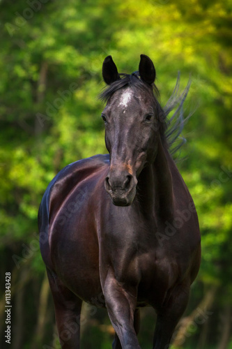 Dark horse portrait in motion against green trees