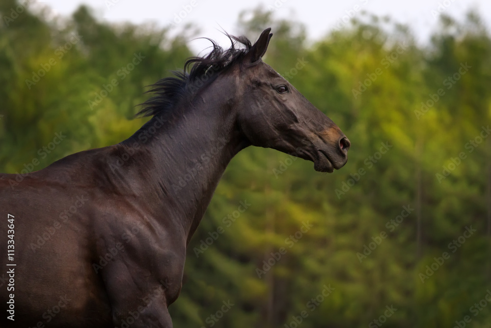 Fototapeta premium Dark horse portrait in motion against green trees