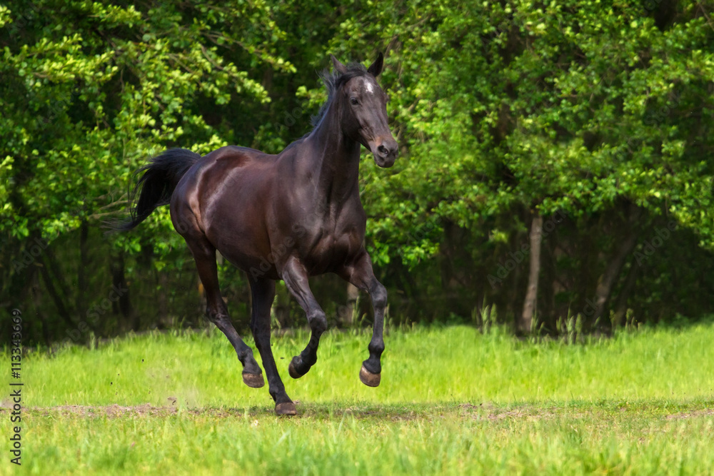 Black horse run gallop against trees in green field Black horse run gallop against trees in green field