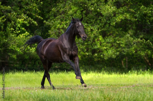 Black horse run gallop against trees in green field © callipso88