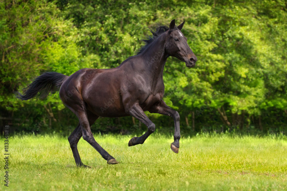Black horse run gallop against trees in green field Black horse run gallop against trees in green field