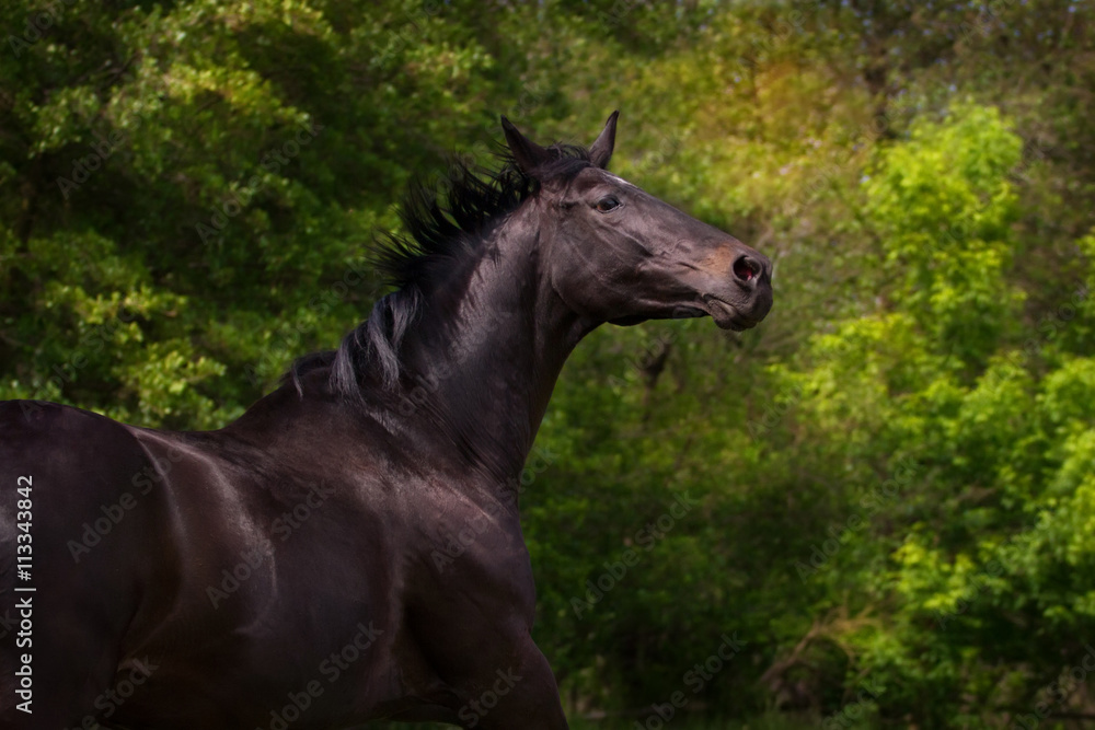 Dark horse portrait in motion against green trees Dark horse portrait in motion against green trees