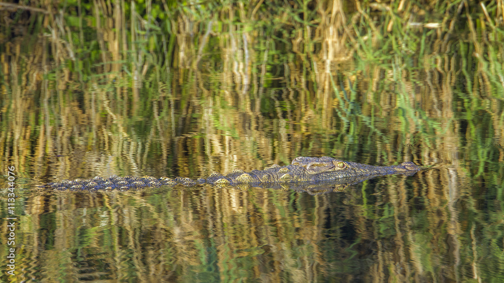 Fototapeta premium Nile crocodile in Kruger National park, South Africa