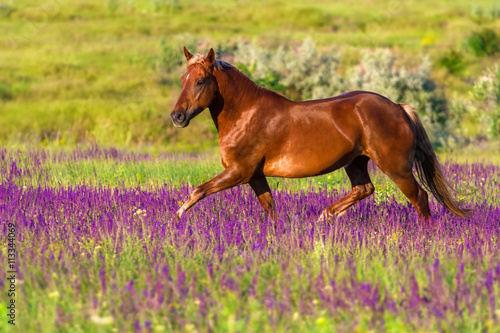 Red horse with long mane run in flowers at summer day