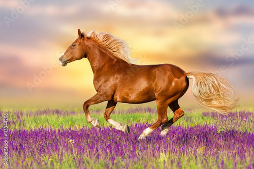Fototapeta Naklejka Na Ścianę i Meble -  Red horse with long mane run in flowers at summer day