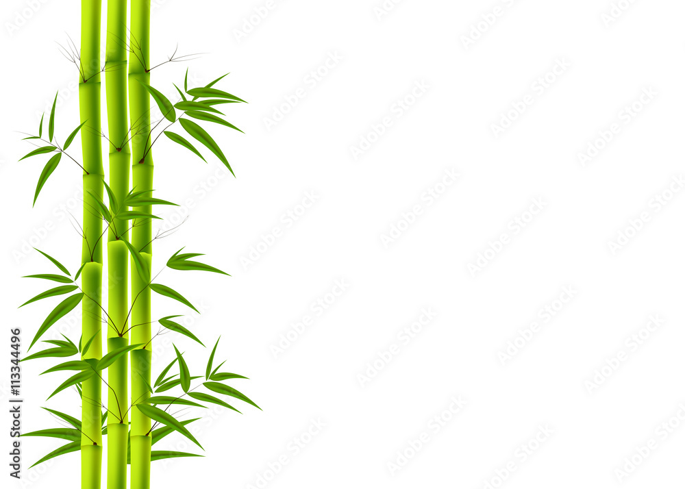 Fototapeta premium Zielony bambus i białe tło