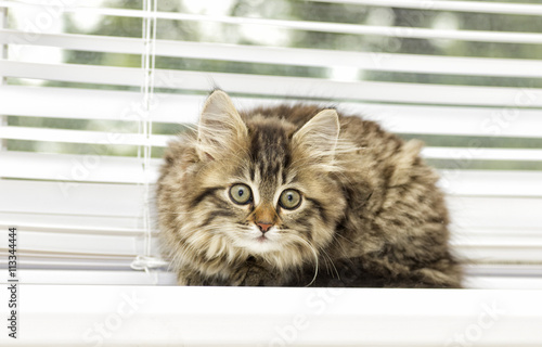 Fototapeta Naklejka Na Ścianę i Meble -  kitten on a window sill