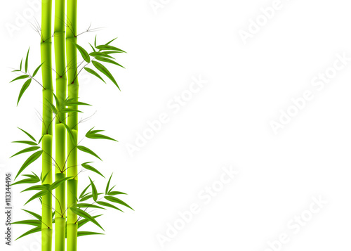 Fototapeta Naklejka Na Ścianę i Meble -  Green Bamboo and white background