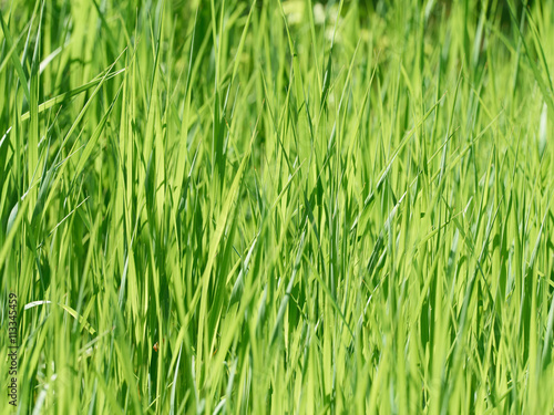 Natural background of green grass on summer day.