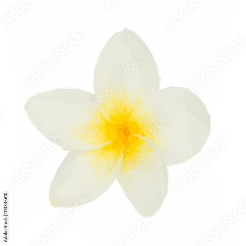 one frangipani flower