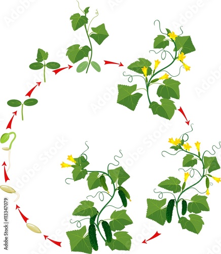 Cucumber plant growth cycle