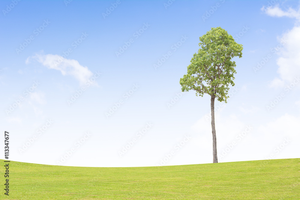 Obraz premium Big trees on the grass Background sky