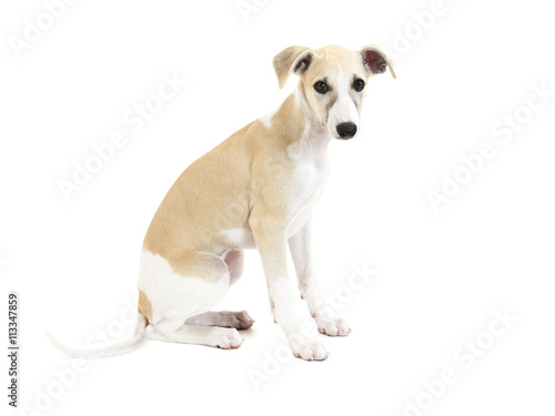 Cute Whippet Puppy sitting isolated on white background