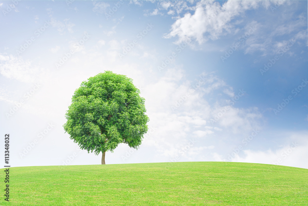 Big trees on the grass Background sky Big trees on the grass Background sky