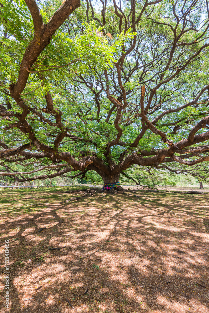 Branch of the big tree with shade on the ground Branch of the big tree with shade on the ground