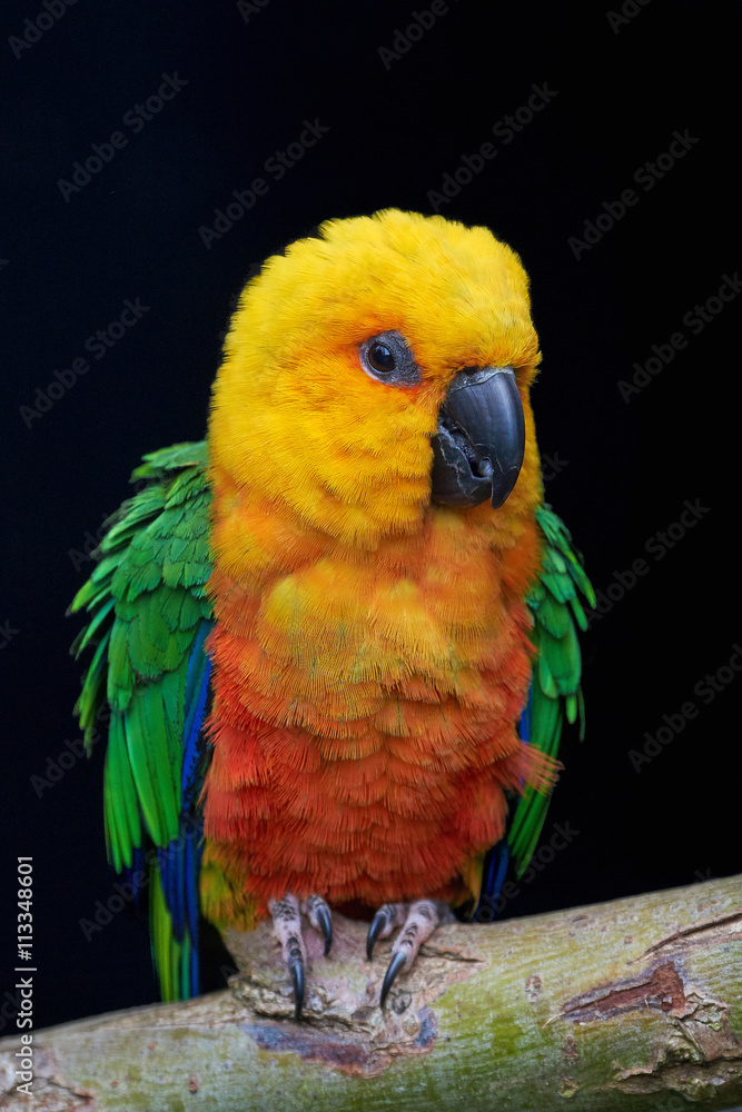 Obraz premium Jandaya parakeet (Aratinga jandaya)