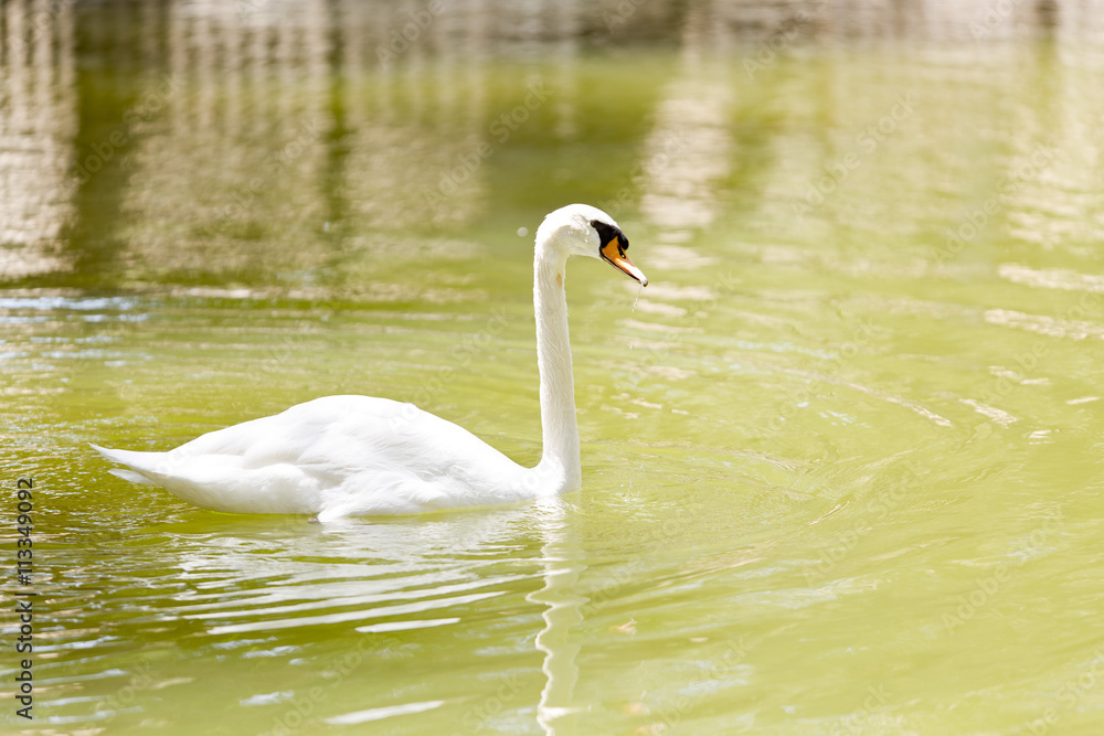 Obraz premium White swan swimming
