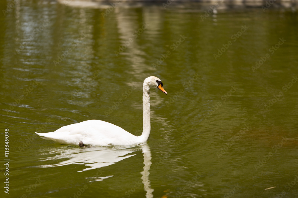 White swan swimming