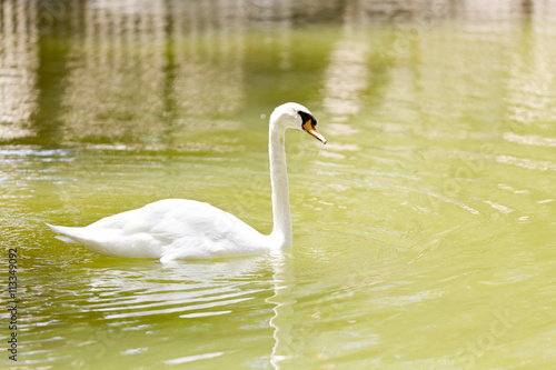 White swan swimming