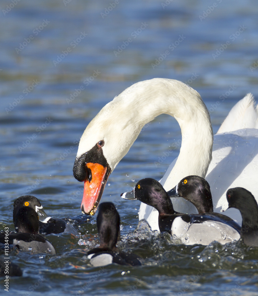 Naklejka premium Mute swan and Ring-necked Ducks