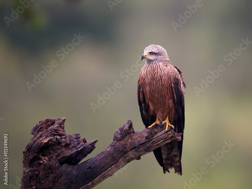 Fotografía Black kite (Milvus migrans)