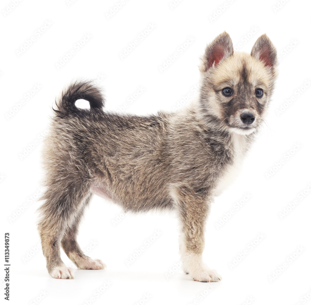 Obraz premium Small puppy.