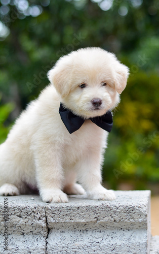 An Adorable Golden Retriever Puppy. Golden Retriever Dogs Have An Instinctive Love Of Water And Are Easy To Train To Basic Or Advanced Obedience Standards