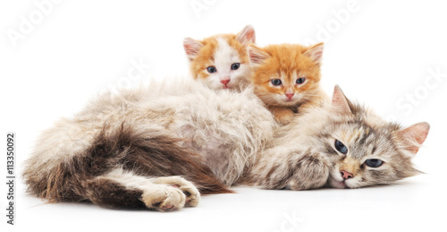 Two kittens with a cat.