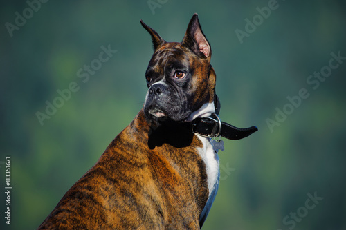 Valokuva Boxer with cropped ears against out of focus green tree forest