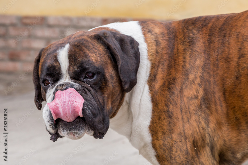 Boxer dog portrait, Italy