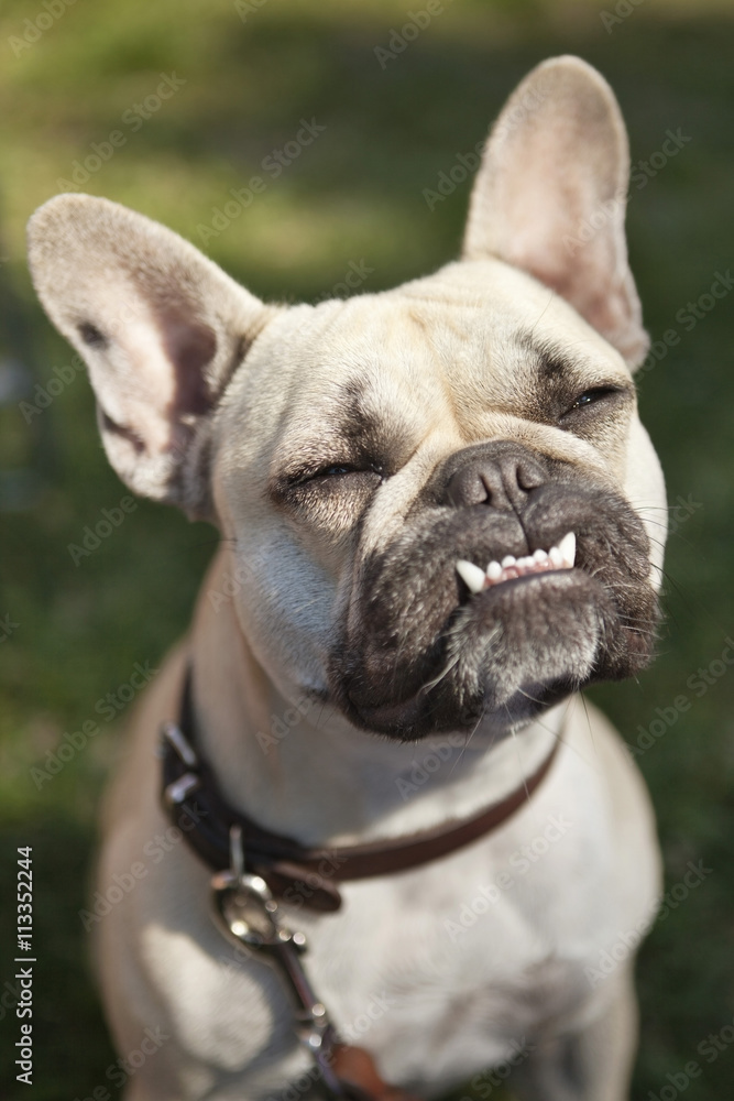 French Bulldog showing his teeth French Bulldog showing his teeth