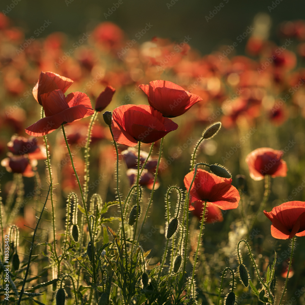 Obraz premium Poppy's Field in the Sunny Morning
