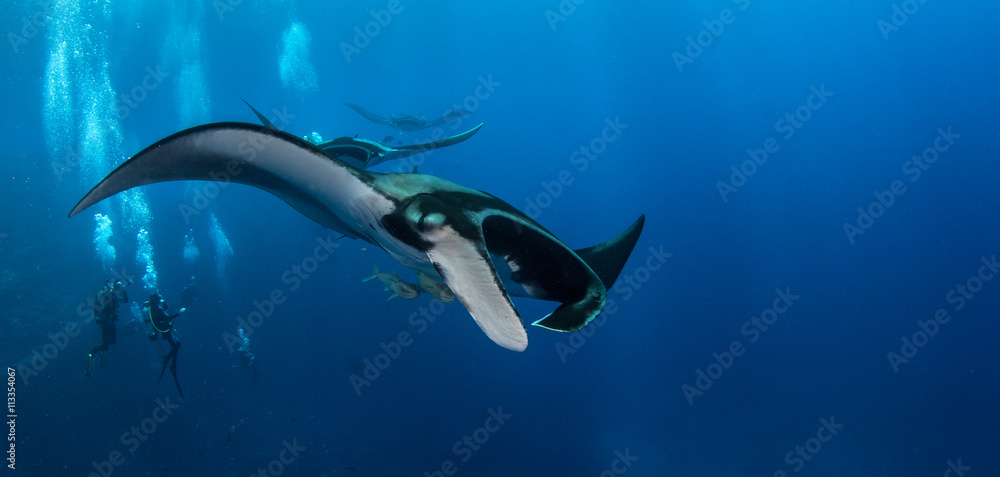 Naklejka premium Manta Ray