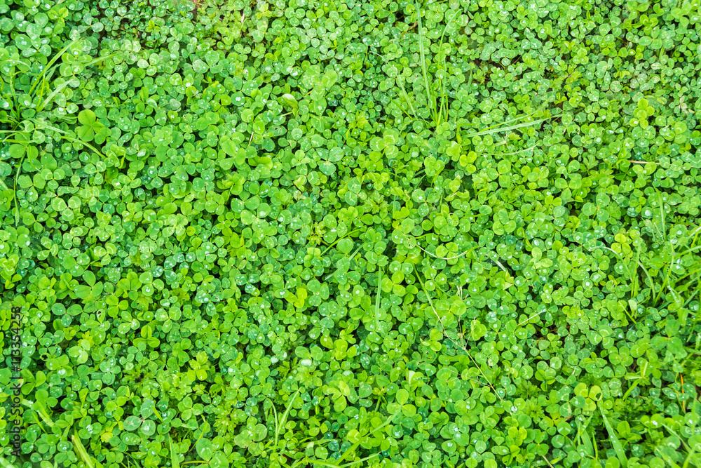 Clover field when the rain stops Clover field when the rain stops