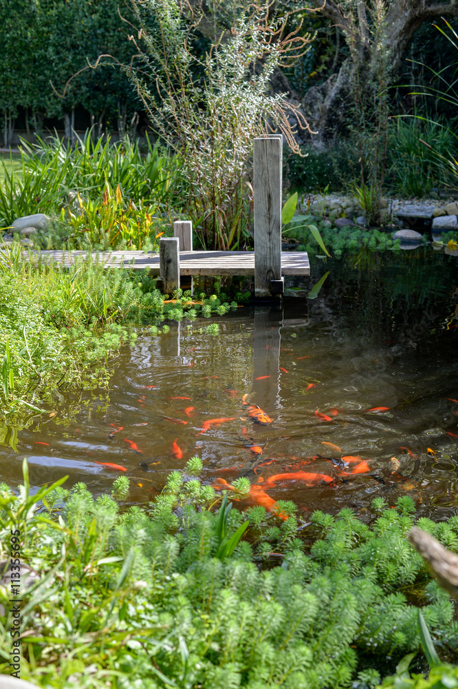 Koi and golden fishes in a lake