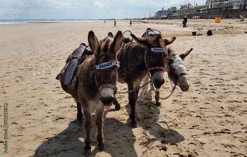Seaside Donkeys, Bridlington, East Yorkshire