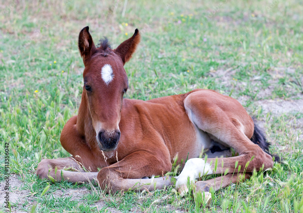 Fototapeta premium Little baby horse liesng on a fresh green grass