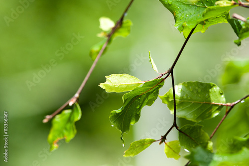 Bright green leaves from a beech tree