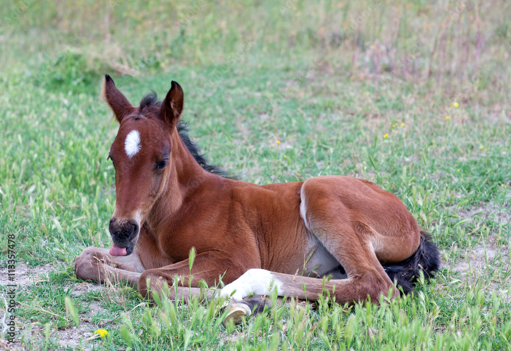 Fototapeta premium Little baby horse liesng on a fresh green grass