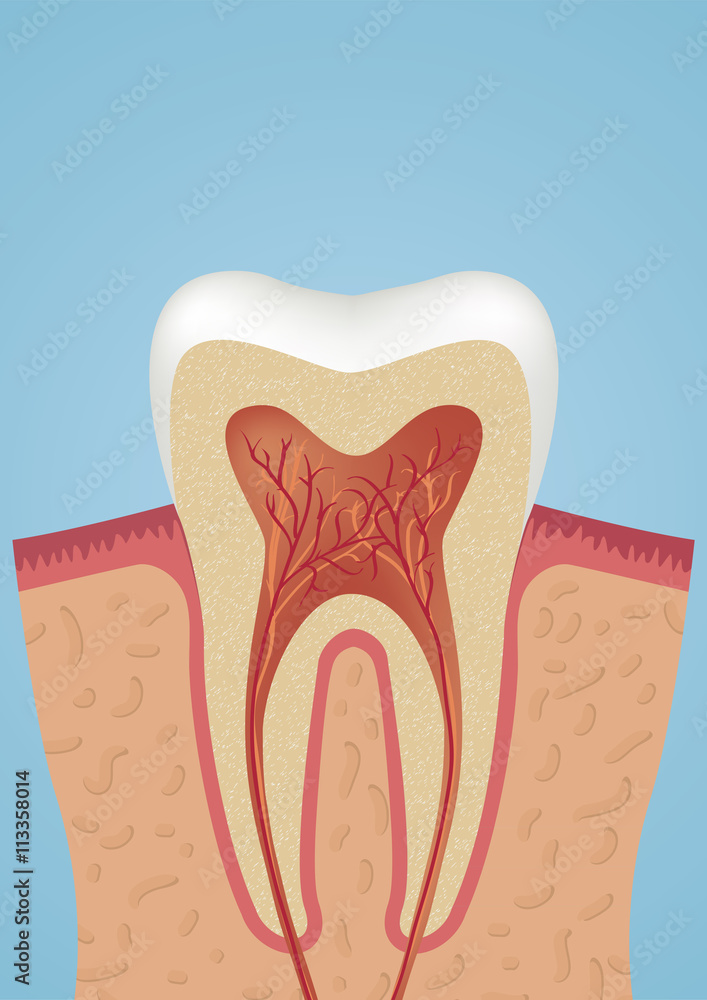 Tooth sheme icon