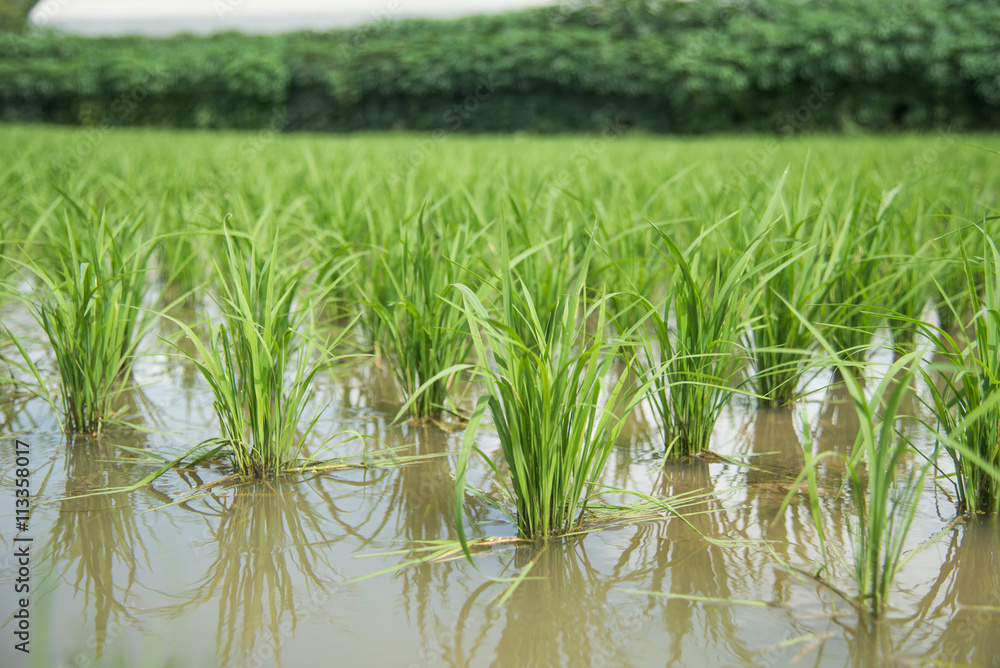Fototapeta premium young rice plantation field