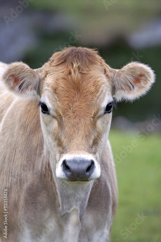 Head of Jersey Cow Calf at pasture