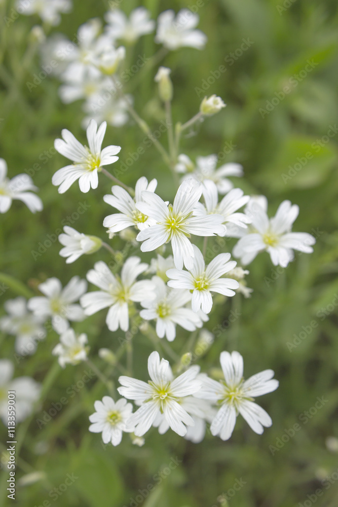 White flower Stellaria holostea on meadow. Wild small flowers, soft focus. Stitchwort perennial flowers photo White flower Stellaria holostea on meadow. Wild small flowers, soft focus. Stitchwort perennial flowers photo