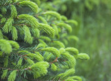 Spring, summer spruce young green brunches. natural background