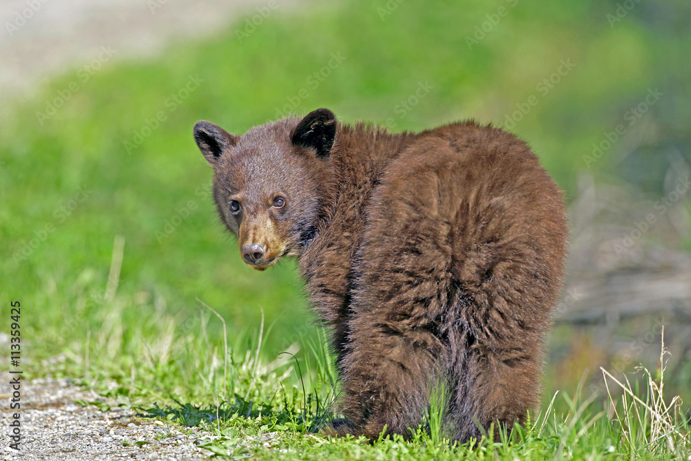 Cute cinnamon colored Black Bear Cub looking back Stock Photo Adobe Stock