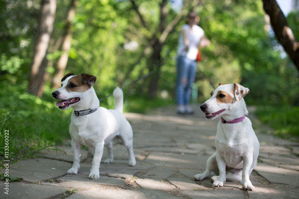 Jack russell terrier on walk pull lead at park with owner